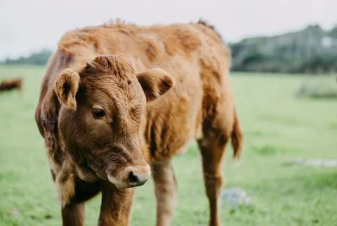 Closeup of a cattle Stock Photos