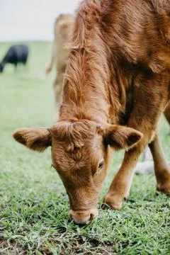 Closeup of a cattle Stock Photos
