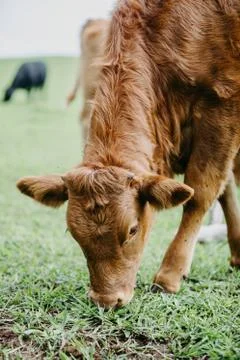 Closeup of a cattle Stock Photos