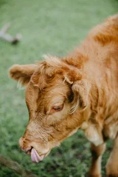 Closeup of a cattle Stock Photos