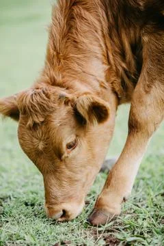 Closeup of a cattle Stock Photos