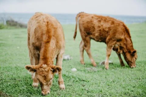 Closeup of a cattle Stock Photos