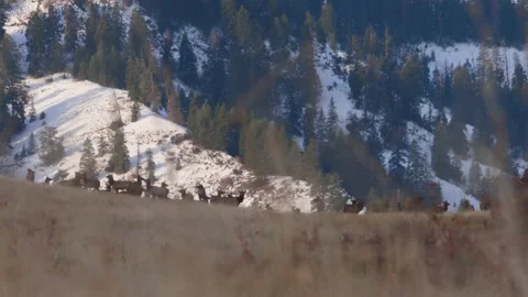 Closeup of cautious elk herd in the wild grazing in dry grass during hunting Stock Footage 234580774