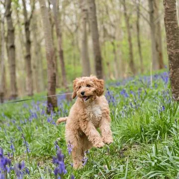 Closeup of a cavapoo puppy jumping in the grass with beautiful flowers and looki Fotos de archivo