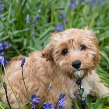 Closeup of a cavapoo puppy sitting in the grass with beautiful flowers and looki Fotos de archivo