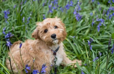 Closeup of a cavapoo puppy sitting in the grass with beautiful flowers and looki Stock Photos