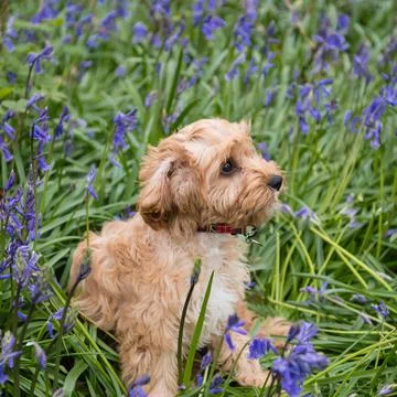 Closeup of a cavapoo puppy sitting in the grass with beautiful flowers and looki Fotos de archivo