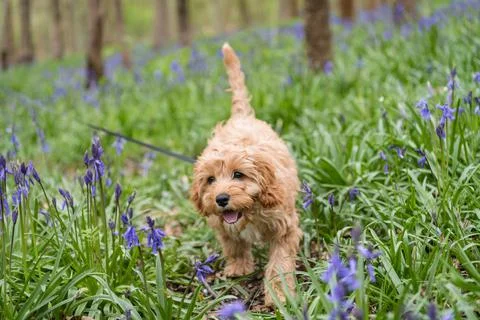 Closeup of a cavapoo puppy walking in the grass with beautiful flowers Fotos de archivo