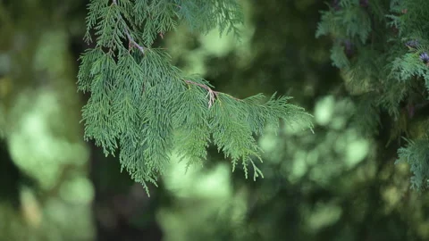 Closeup of cedar branch with soft green background Stock Footage 317614405