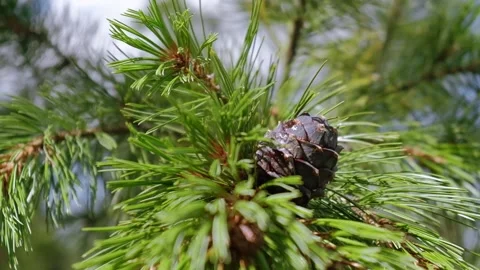 Closeup cedar cone covered with resin on branch among needles coniferous trees. Stock Footage 231850210