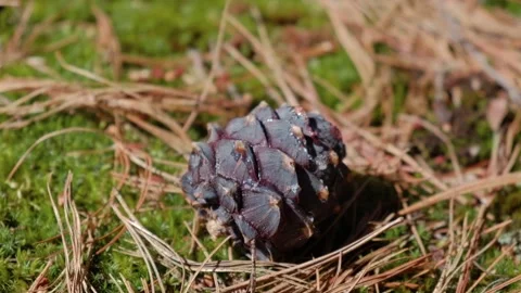 Closeup of cedar cone lies on fallen needles and moss in forest. selective focus Stock Footage 231850201