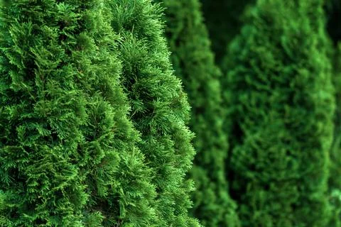 Closeup of cedar thuja trees Stock Photos