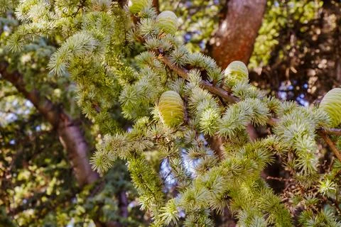 Closeup of cedar tree branch with fresh green needles and young cones in na.. Stock Photos
