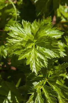 Closeup of a celery plant leaf Stock Photos