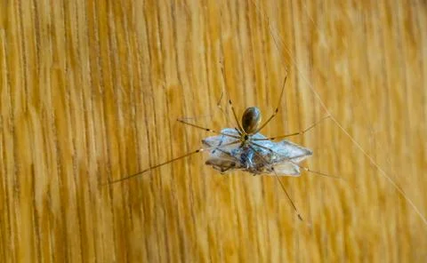 Closeup of a cellar spider going cannibalistic and wrapping another spider, l Stock Photos