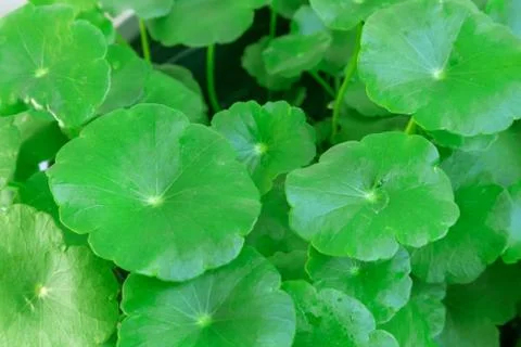 Closeup Centella asiatica or gotu kola in the pot, ayurveda herbal medicine Stock Photos