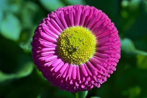 Closeup centered view of spring yellow stigma of single pink common daisy Stock Photos
