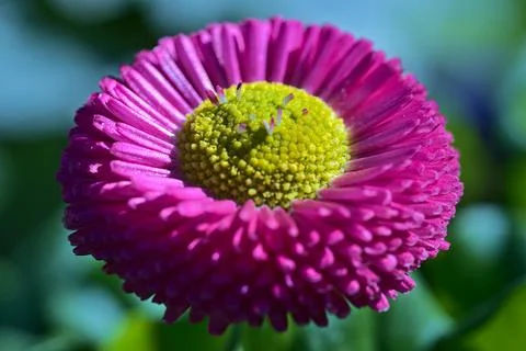 Closeup centered view of spring yellow stigma of single pink common daisy Foto stock