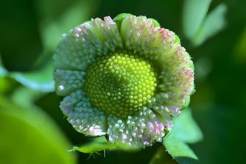 Closeup centered view of spring yellow stigma of single young common daisy Stock Photos