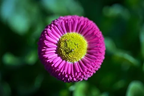 Closeup centered view of spring yellow stigma of single pink common daisy Stock Photos