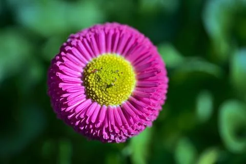 Closeup centered view of spring yellow stigma of single pink common daisy Stock Photos