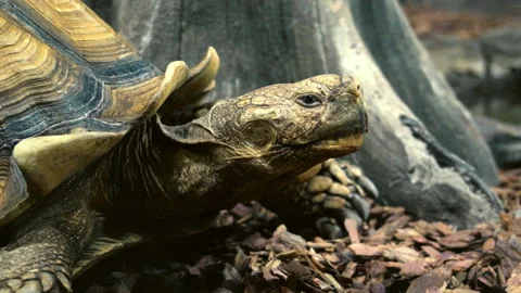 Closeup of central asian tortoise looking around. Stock Footage 155668974