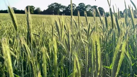 Closeup of cereal crop swaying in the wind on a sunny summer day 库存影片 311995995