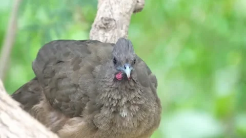 Closeup of a chaco chachalaca bird perched on a tree branch in its natural Vidéo 334353754