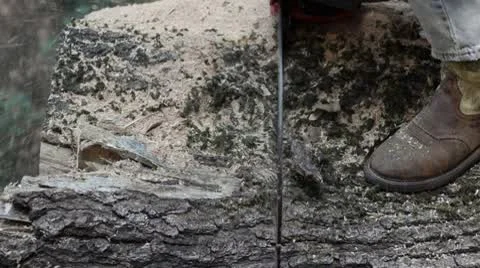 Closeup of chain cutting through tree Stock Footage 8959824