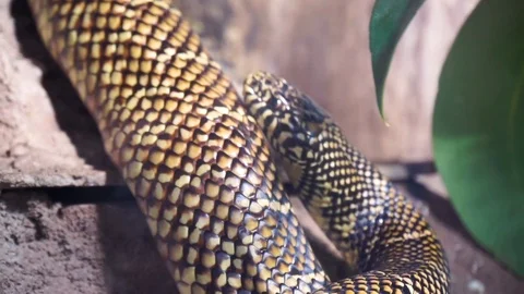 Closeup of a chain king snake moving around, popular tropical reptile specie  Stock Footage 126725274
