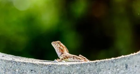 Closeup chameleon or tree lizard on the fence Stock Photos