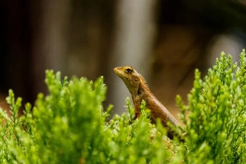Closeup chameleon or tree lizard on the fence Stock Photos