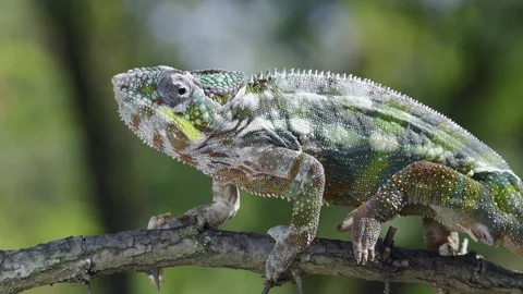 Closeup of Chameleon sits on a tree branch licks its lips and opens its mouth Stock Footage 206524092