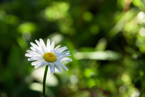 Closeup of chamomile with bokeh Foto stock