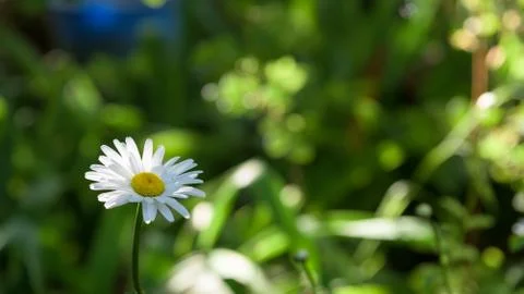 Closeup of chamomile flower Stock Photos