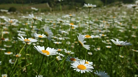 Closeup of chamomile flowers Stock Footage 7133757