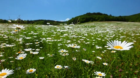 Closeup of chamomile flowers, hill in background Stock Footage 7048320