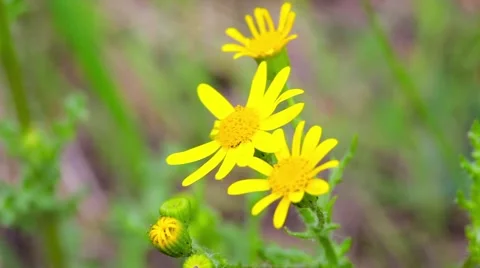 Closeup of chamomile flowers, hill in background Stock Footage 50636929