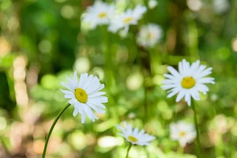 Closeup of chamomile flowers Stock Photos