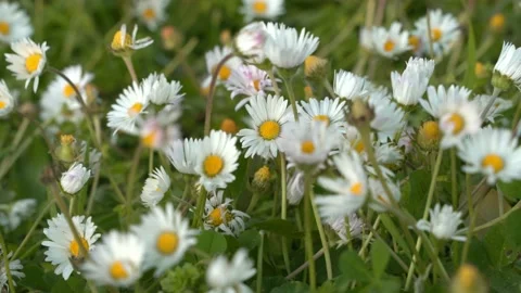 Closeup Chamomile plants back ground in the wild. Natural beauty un spring Stock Footage 182121403