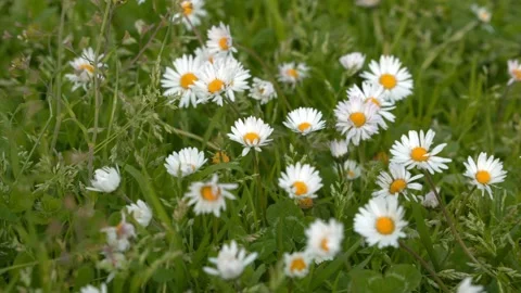 Closeup Chamomile plants back ground in the wild. Natural beauty un spring. Stock Footage 182121700