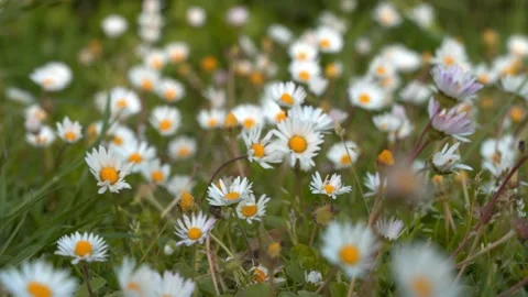 Closeup Chamomile plants back ground in the wild. Natural beauty un spring Stock Footage 182121846