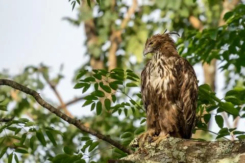 Closeup of a changeable hawk-eagle perched on a tree branch in the forest Stock Photos
