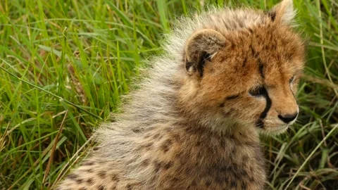 Closeup of cheetah cub Stock Footage