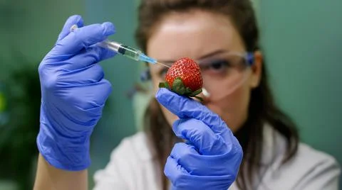 Closeup of chemist woman injecting organic strawberry with chemical pesticides Stock Photos
