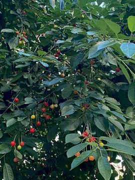 Closeup of cherries ripening on the tree with selective focus on foreground Stock Photos