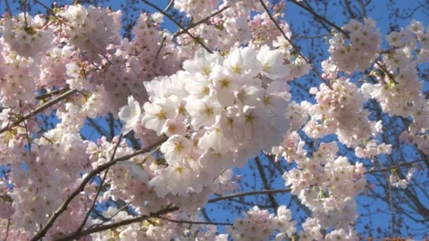 Closeup of Cherry Blossom branch Stock Footage 88005306