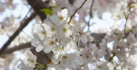 Closeup of Cherry blossom flowers Stock Footage 64013759