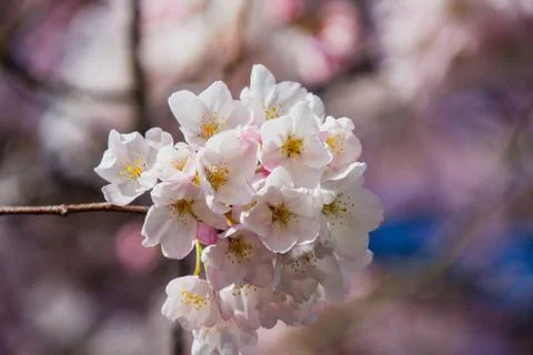 A closeup of cherry blossom in the springtime. Stock Photos