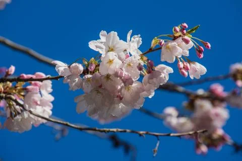 A closeup of cherry blossom in the springtime. Stock Photos